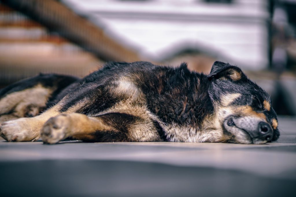 La muerte de tu mascota estás listo para enfrentarla