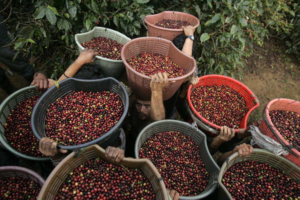 Mexico-numero-uno-cafe-orgánico-02-Good-News