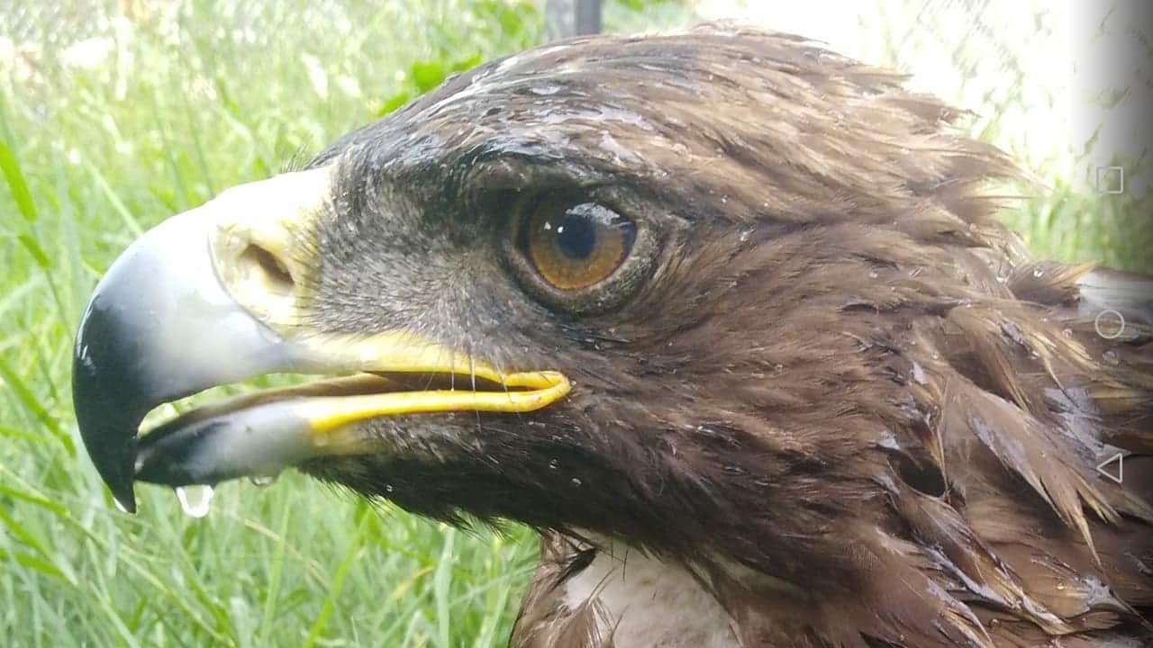 äguila real, rescatada en Tlajomulco, ave libre