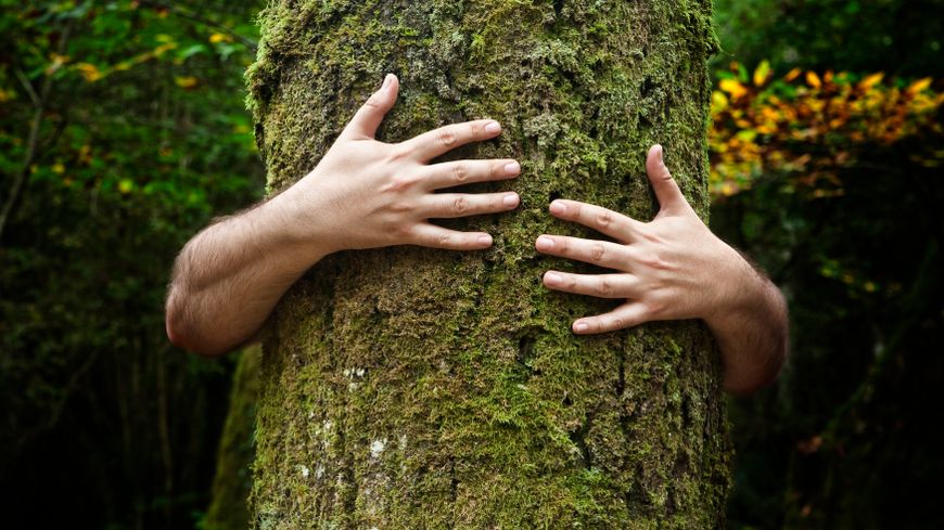 Amor a la naturaleza, cuidado de árboles, no a la tala.