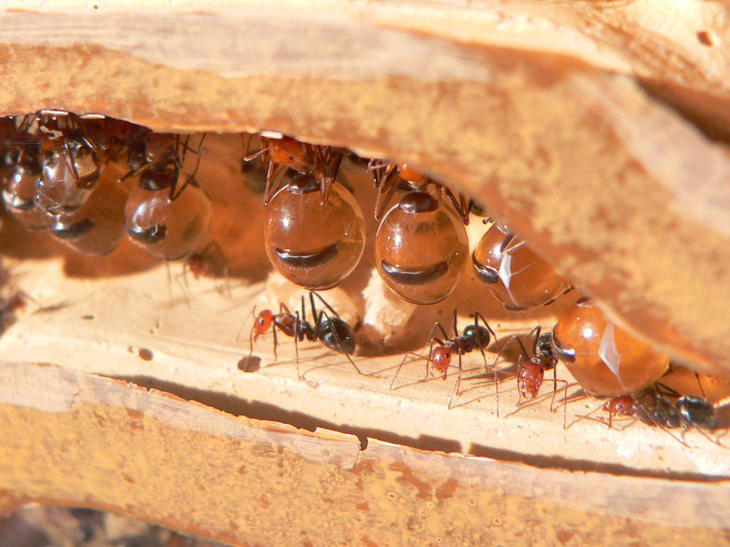 Comunidad de hormigas mieleras en su habitat natural