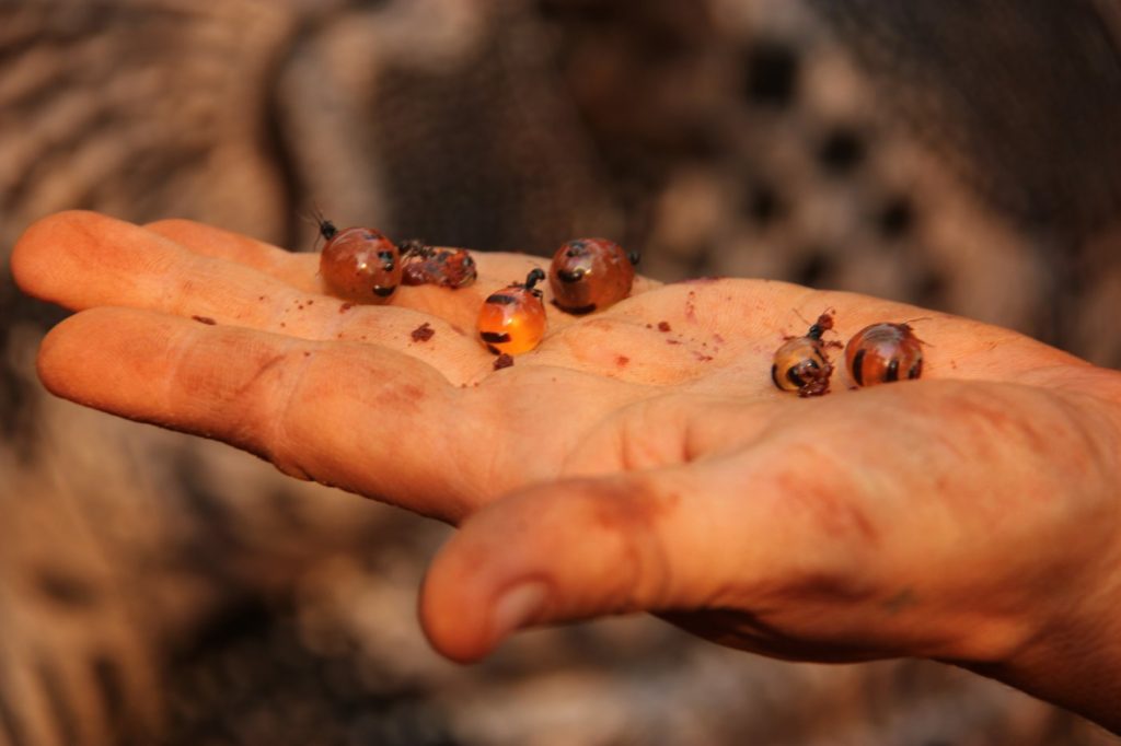 Hormigas mieleras sobre mano humana