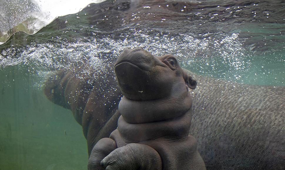 Hipopótamo bebé, Zoológico Guadalajara, Jalisco