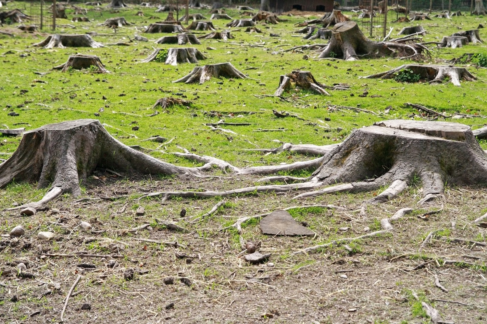 Tala de árboles, zona deforestada.