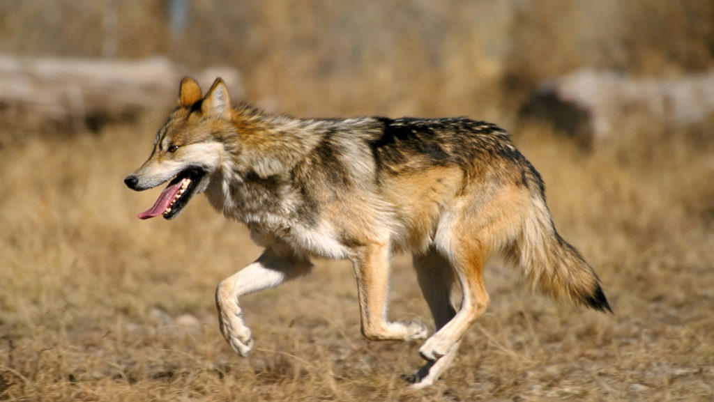 Lobo gris mexicano
