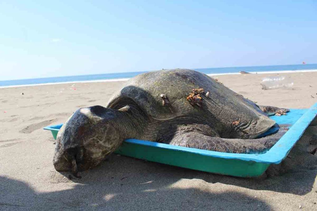 Tortuga muerta, encontrada en playas de Puerto Arista, en Chiapas