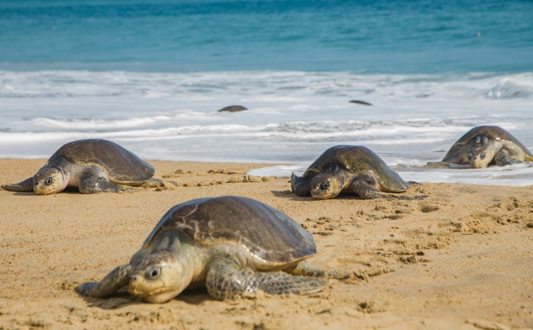 Tortugas muertas en playas de Puerto Arista, en Chiapas