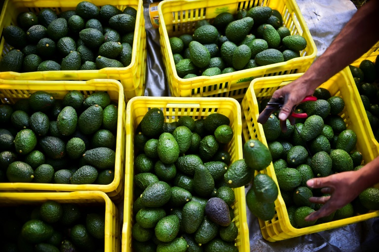 La fiebre por el oro verde mexicano