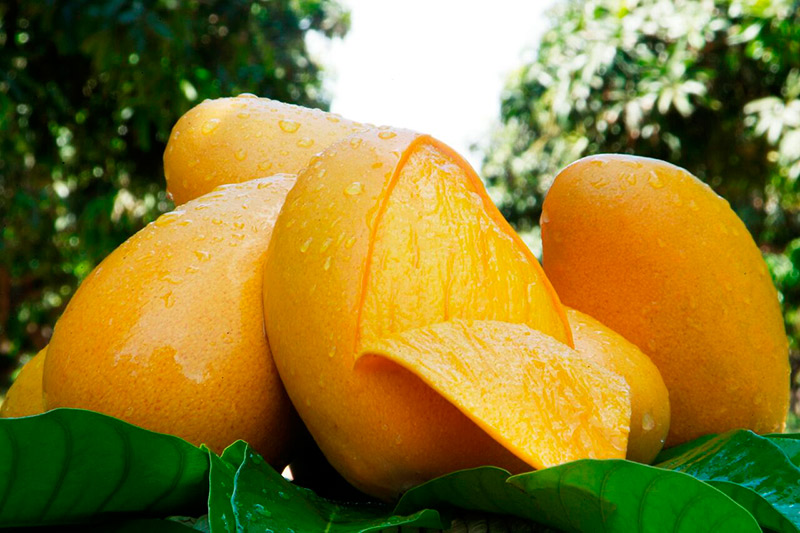 Cinco deliciosas frutas 100% mexicanas, mango ataulfo