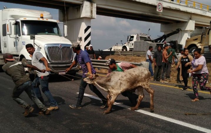 saqueos, roban vacas en veracruz