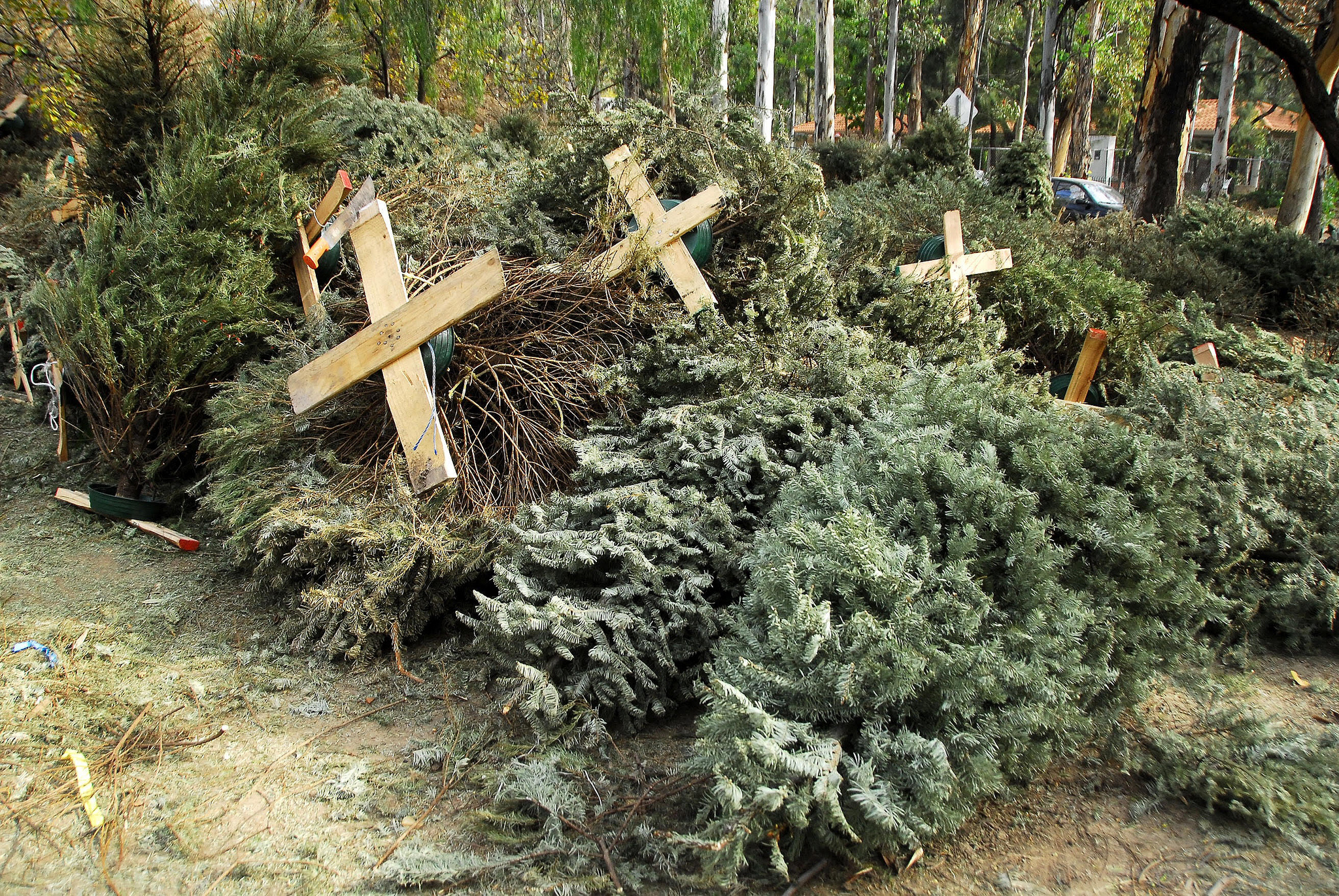 Tlajomulco recolectará árboles de Navidad para reciclarlos