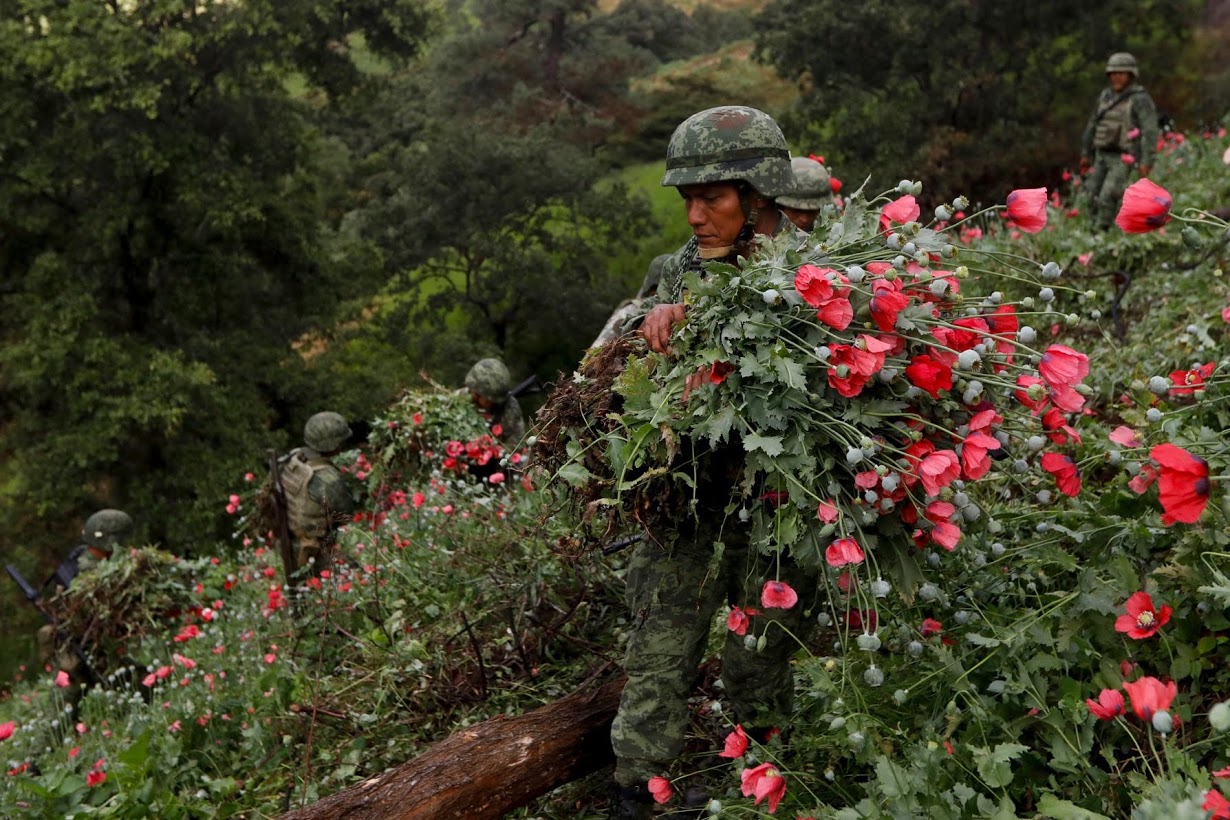 Amapola, Ejército Mexicano