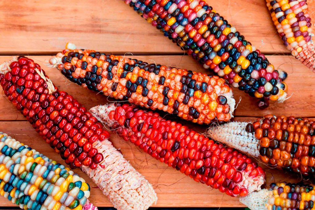 maíz de colores