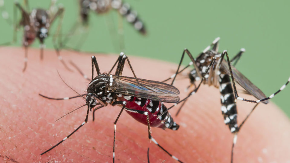 Mexicanos crean bioinsecticida para controlar dengue, chikungunya y zika