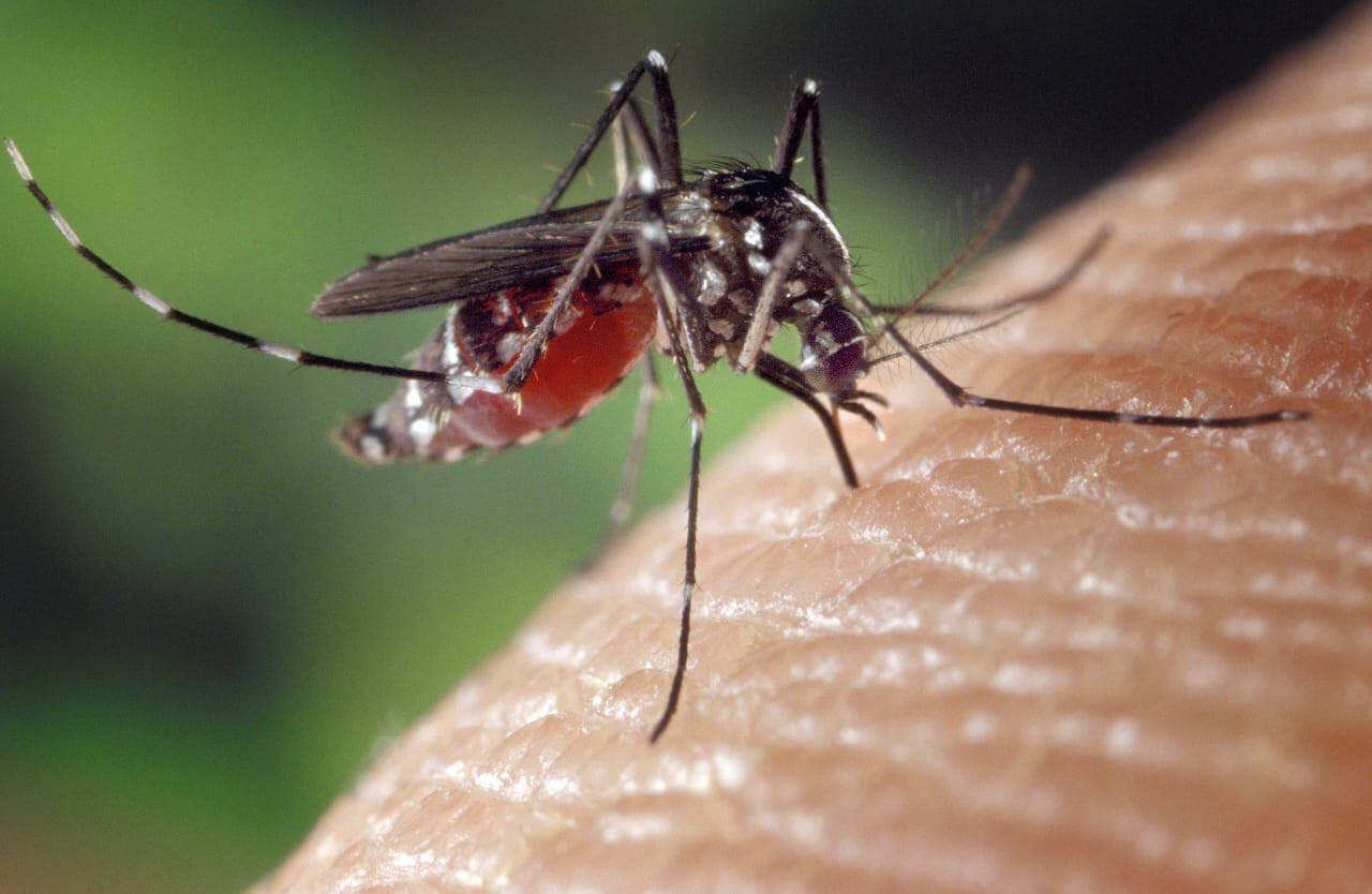 Aumenta 312% más casos de dengue en México