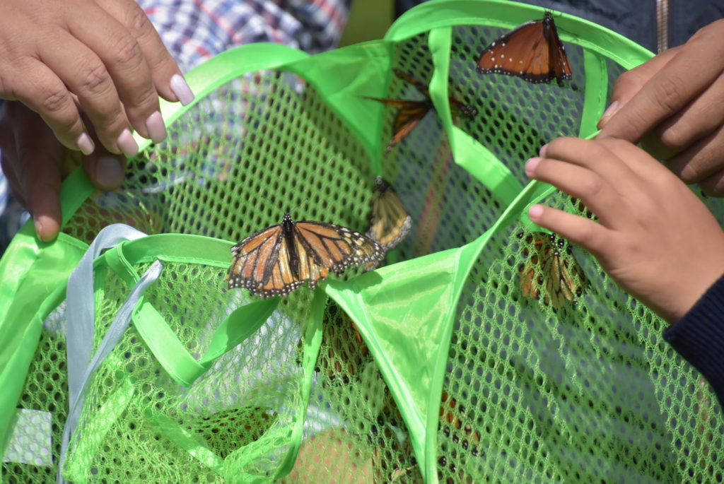 Niños reubican mariposas monarcas y reinas en Cerro Viejo 