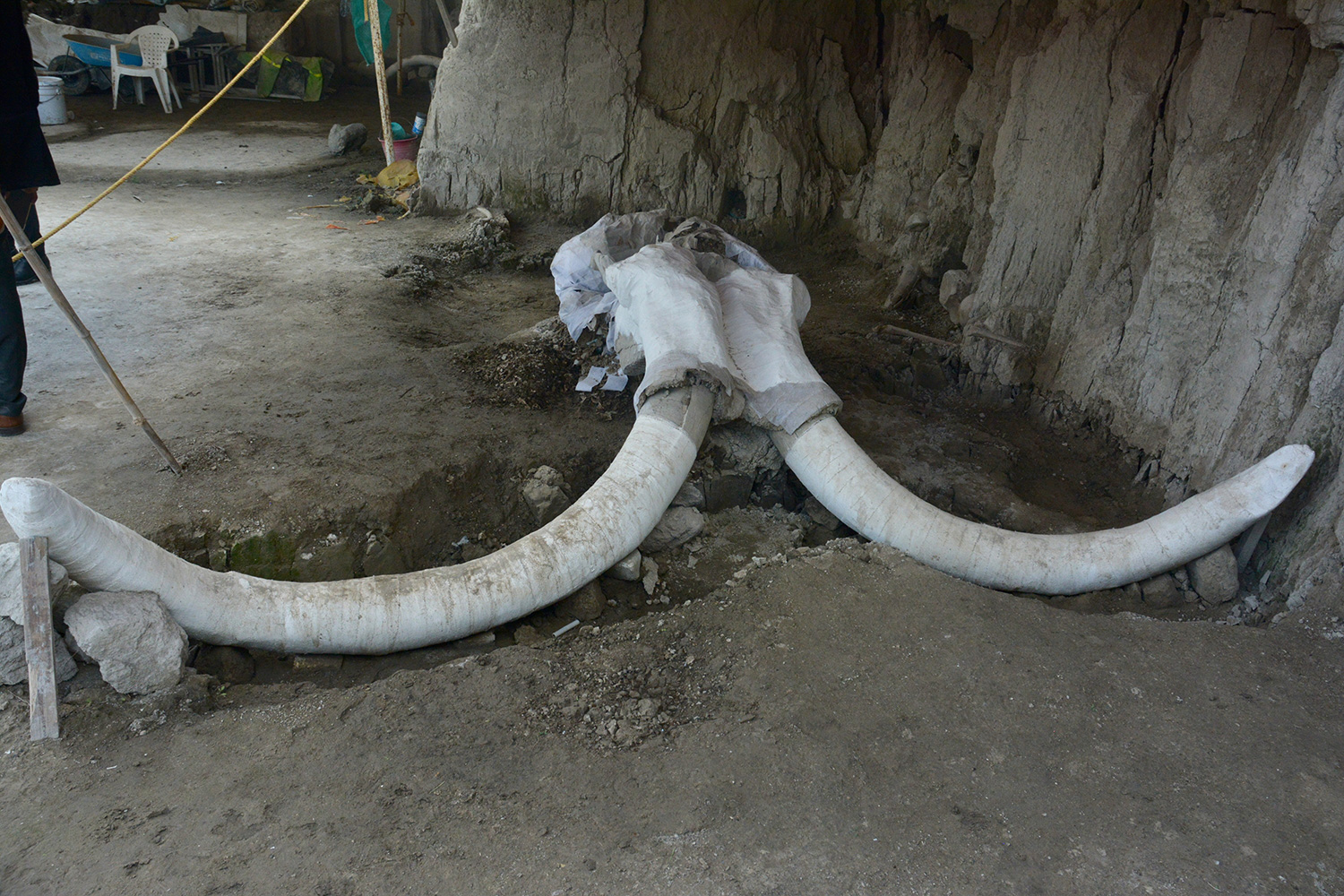 Encuentran trampas para mamut de hace 15 mil años en México