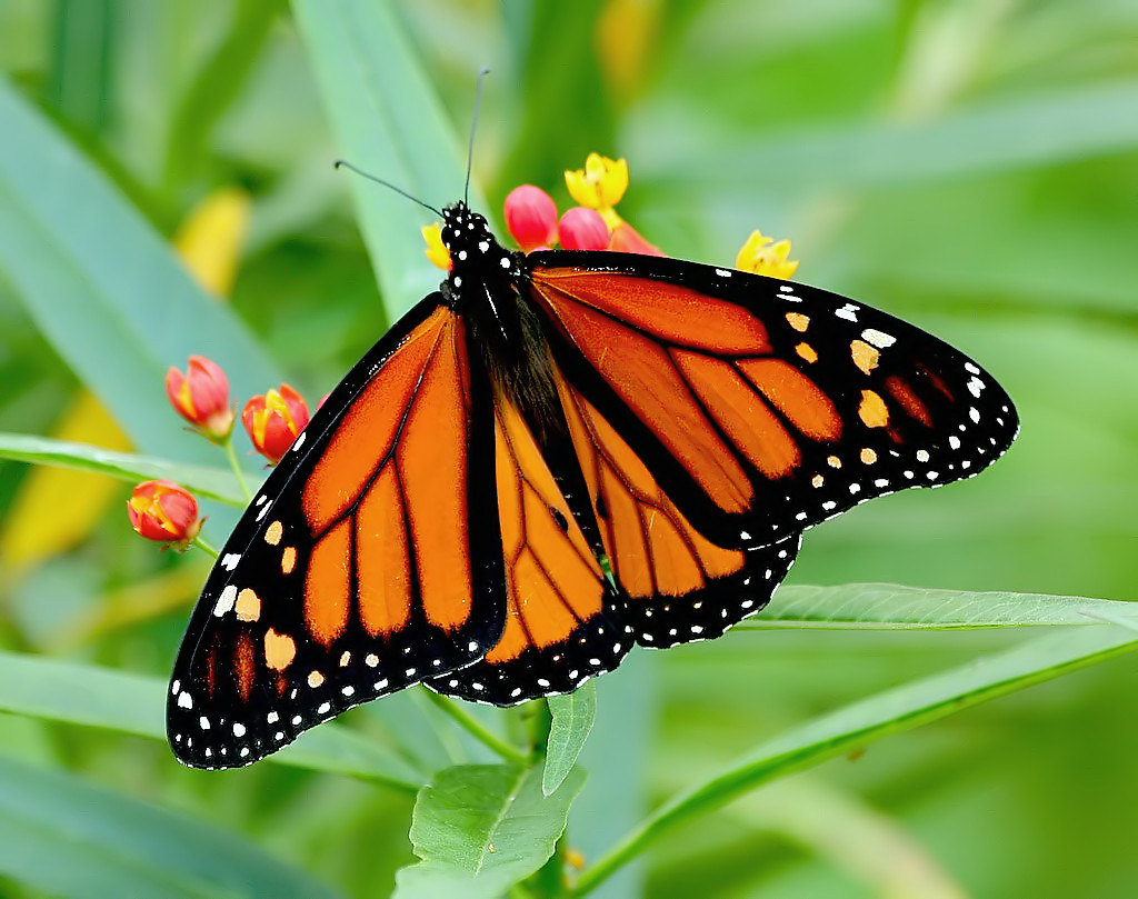Las mariposas Monarca llegan a sus santuarios en México
