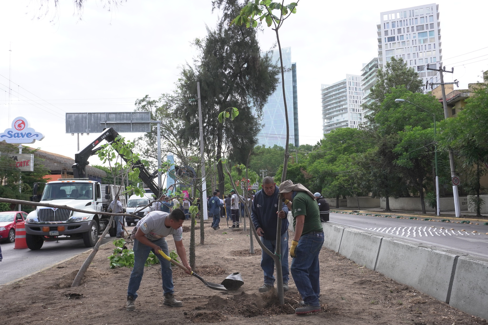 Zapopan y Guadalajara plantarán 28 mil nuevos árboles