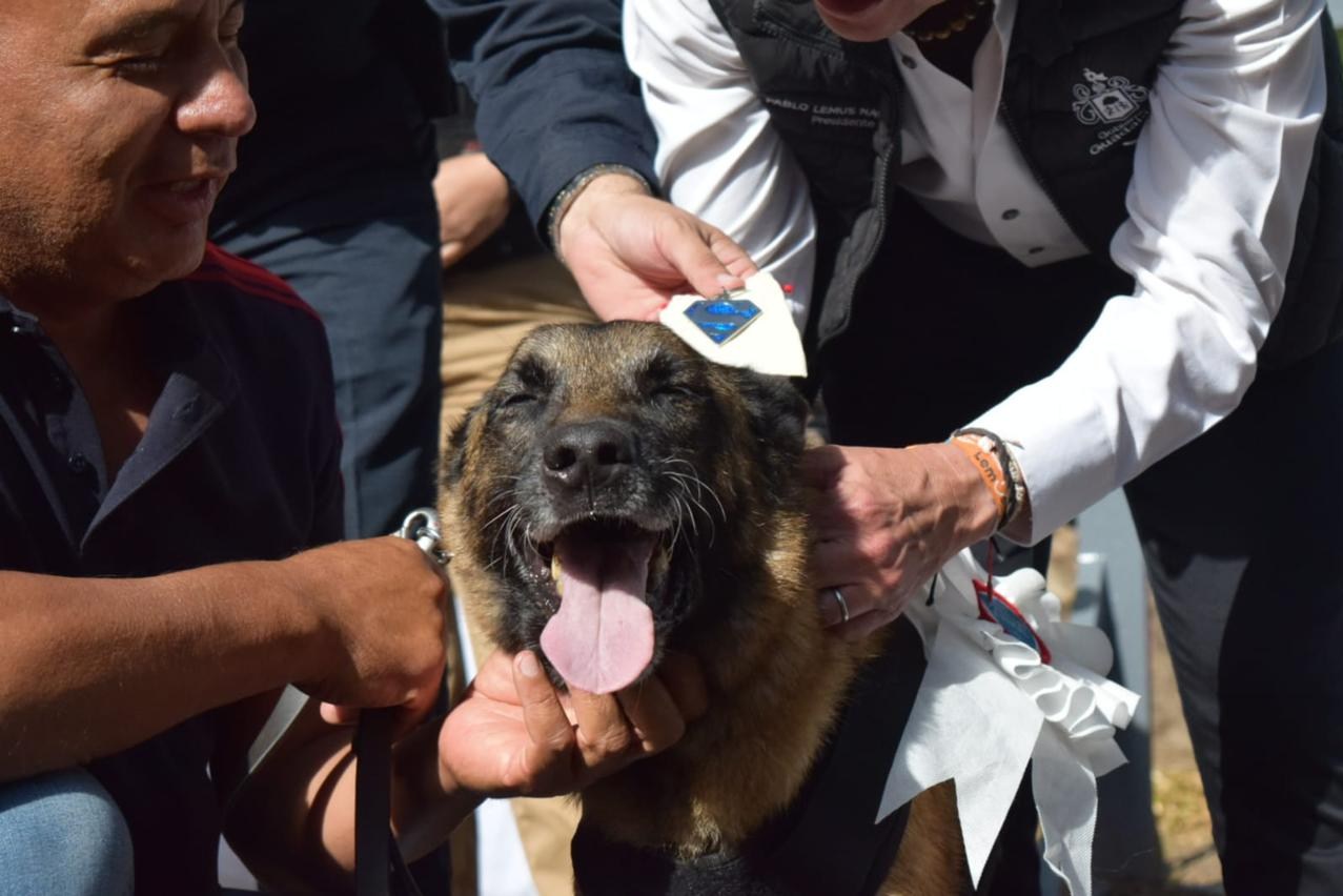 Jubilan a Goku en el Día Mundial del Perro