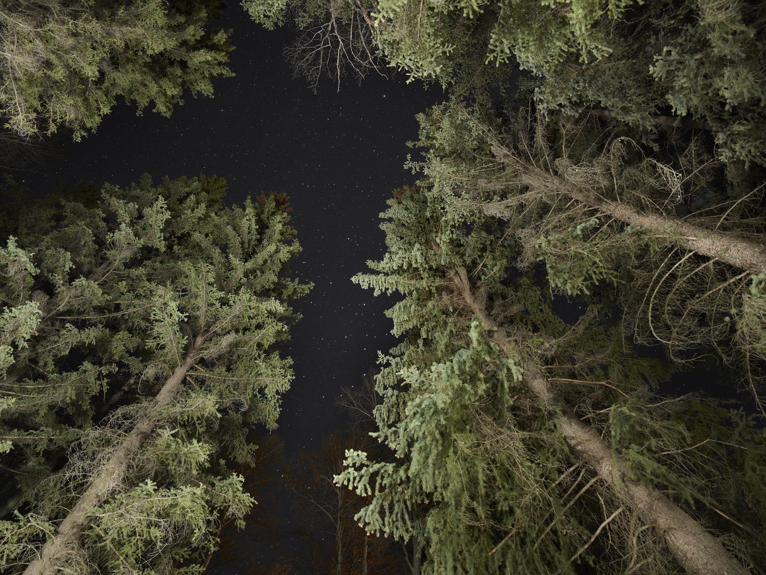 La fotoperiodista, Rita Leistner, realiza una inmersión total al mundo de los plantadores de árboles en zonas de reforestación del oeste canadiense.