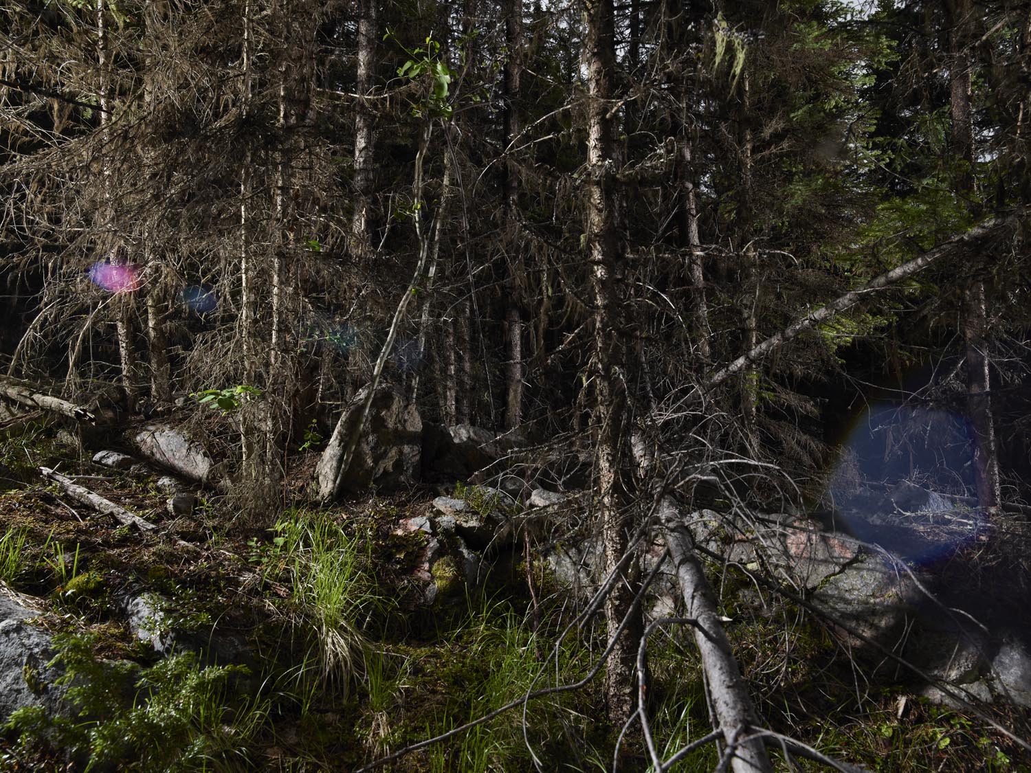 La fotoperiodista, Rita Leistner, realiza una inmersión total al mundo de los plantadores de árboles en zonas de reforestación del oeste canadiense (5)