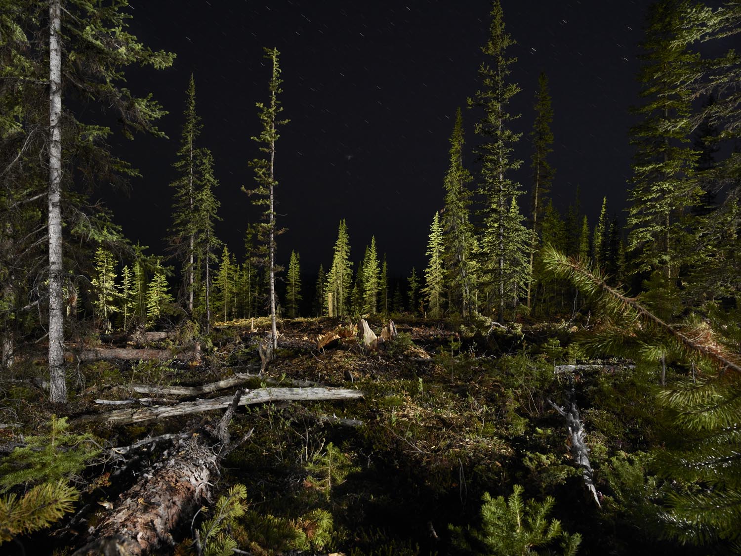 La fotoperiodista, Rita Leistner, realiza una inmersión total al mundo de los plantadores de árboles en zonas de reforestación del oeste canadiense.