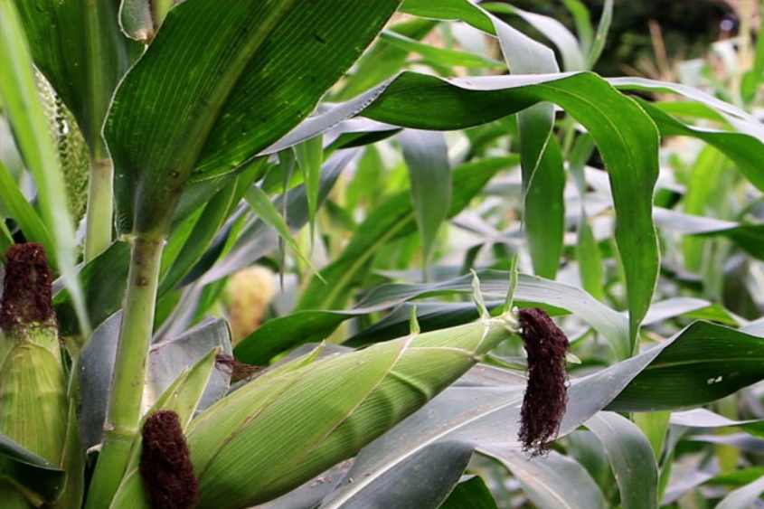 Jalisco dará apoyo a cultivos sustentables de maíz
