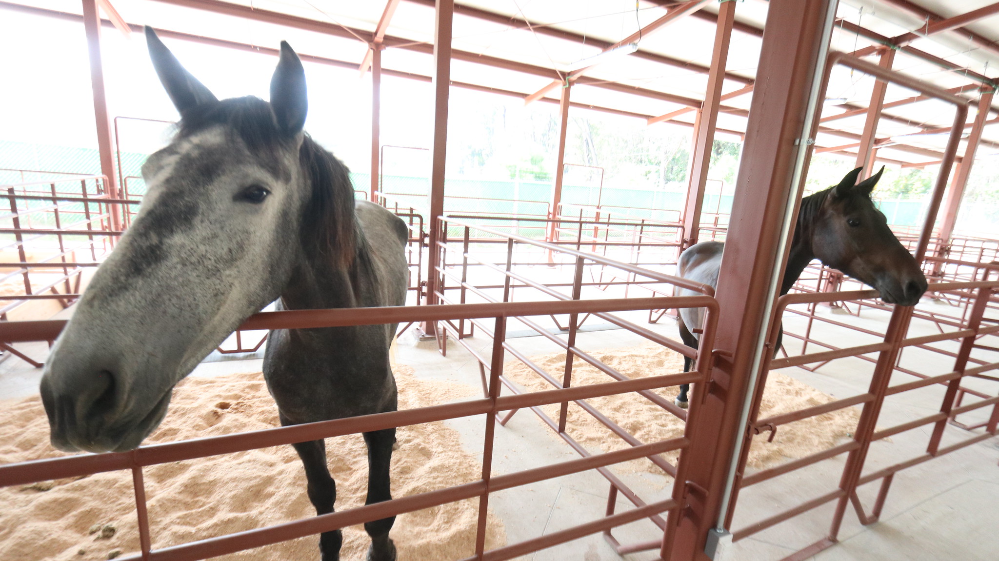 Inauguran caballerizas de la Policía Montada de Guadalajara