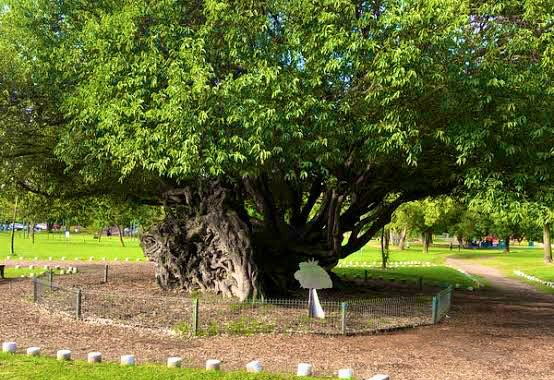Zapopan elegirá 10 árboles emblemáticos para cuidarlos