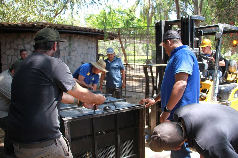 Tlajomulco recibe a un tigre bengala 