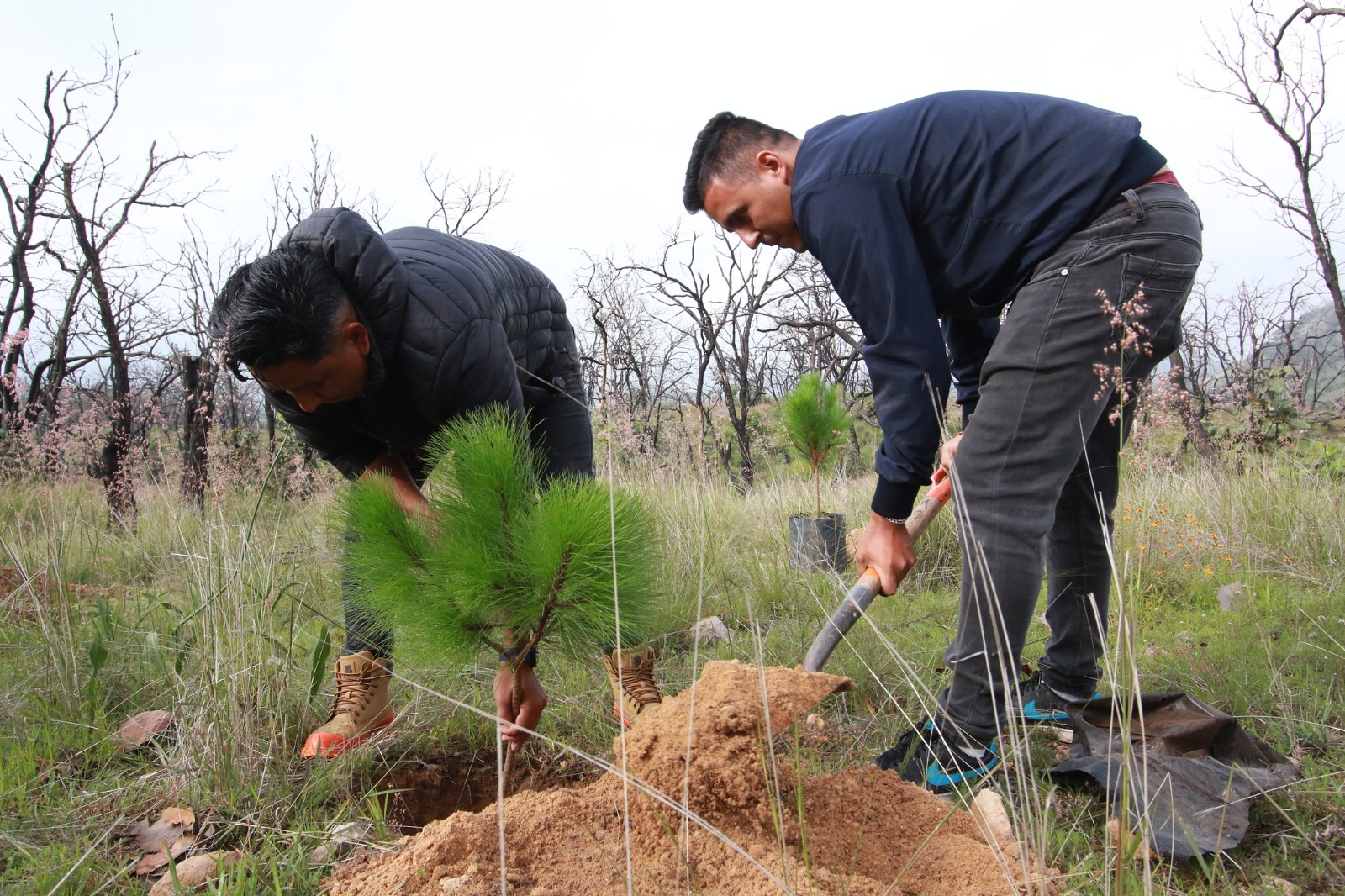 Tlajomulco logra meta de reforestación con 280 mil árboles plantados