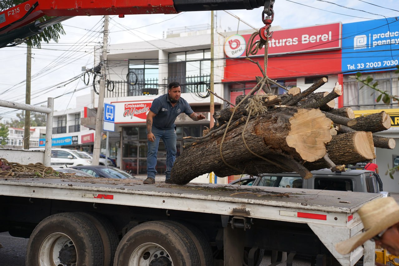 Guadalajara registra más de 800 contingencias por caída de árboles