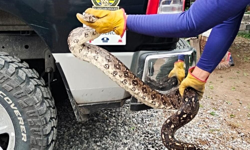 Aseguran Boa en la colonia Panorámica de Huentitán