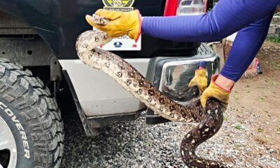 Aseguran Boa en la colonia Panorámica de Huentitán