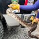 Aseguran Boa en la colonia Panorámica de Huentitán