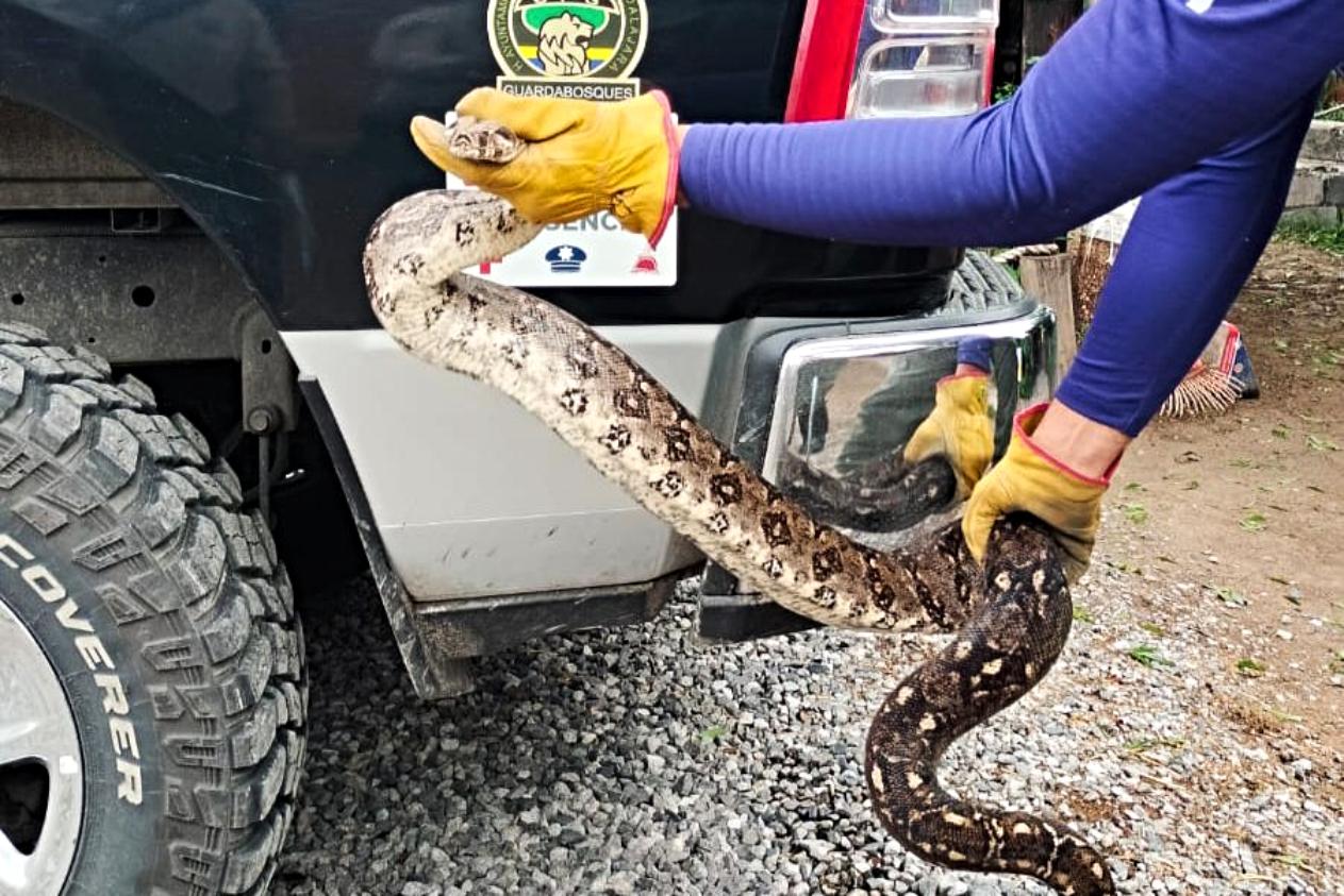 Aseguran Boa en la colonia Panorámica de Huentitán