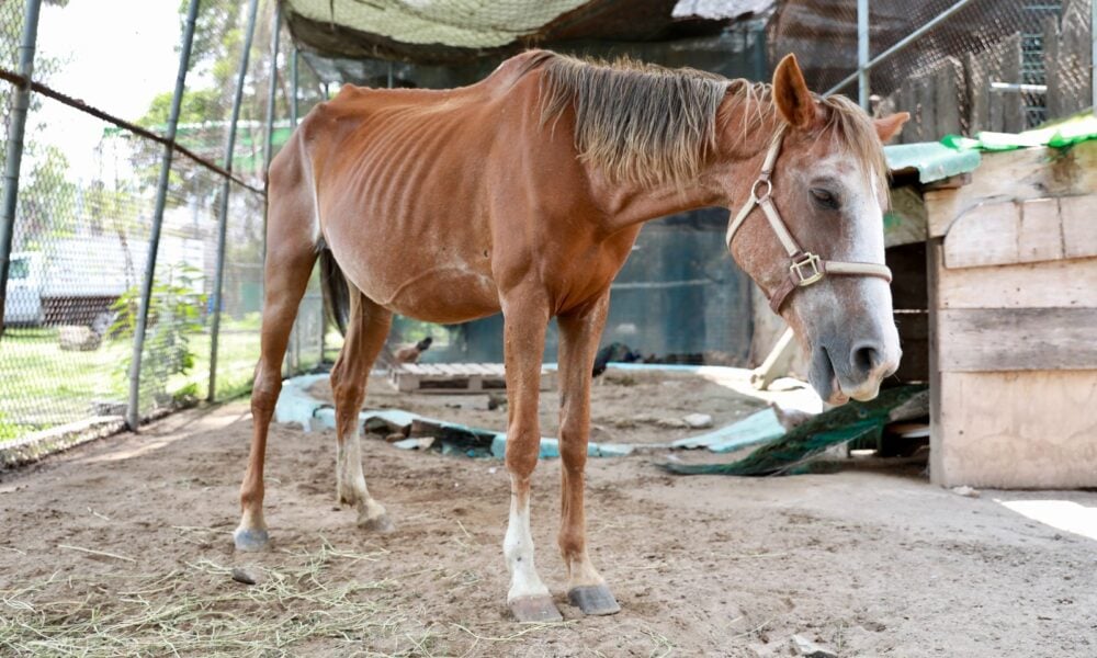 Mueren dos potrillos por abandono; rescata yegua en Zapopan