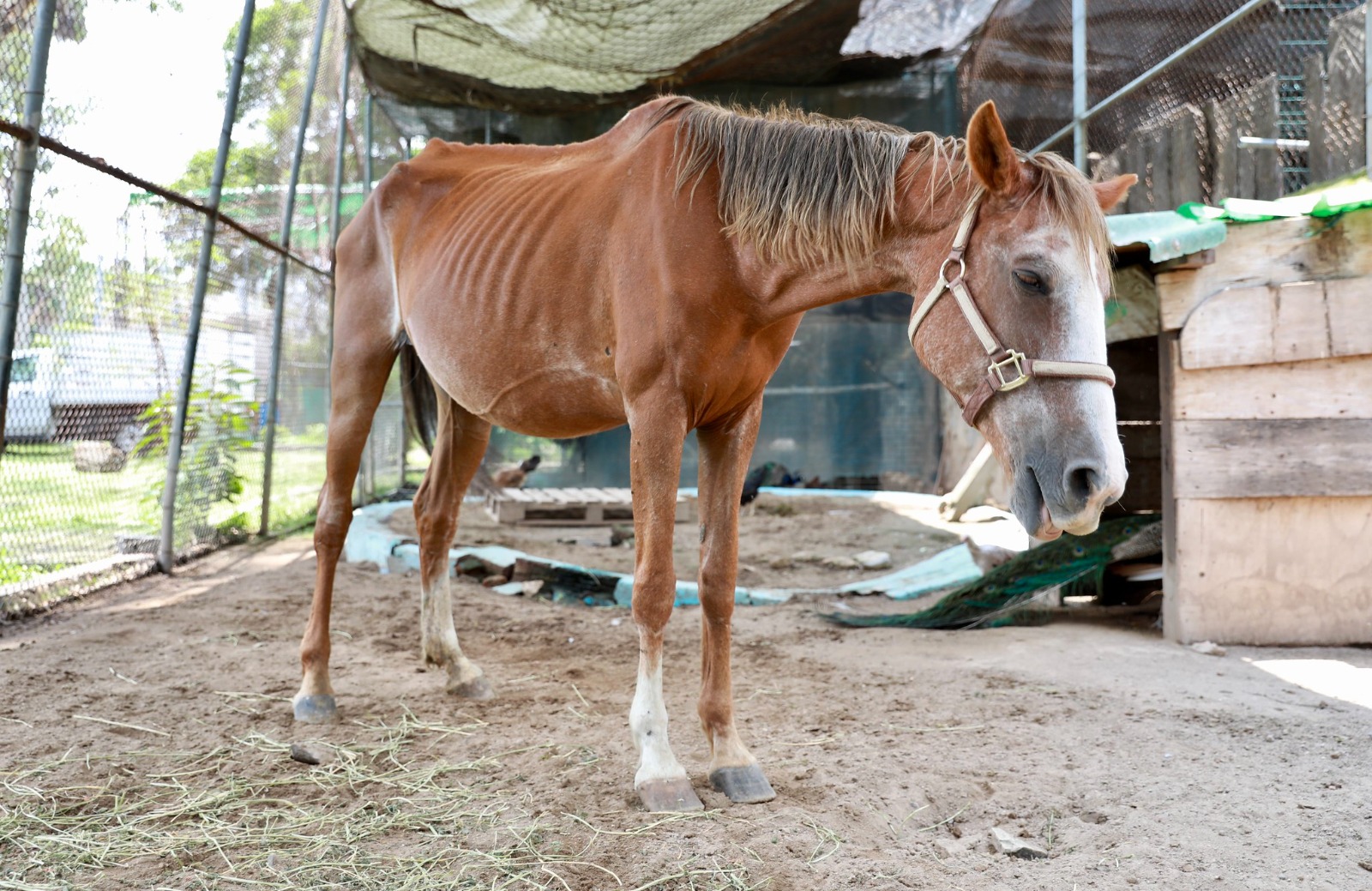 Mueren dos potrillos por abandono; rescata yegua en Zapopan