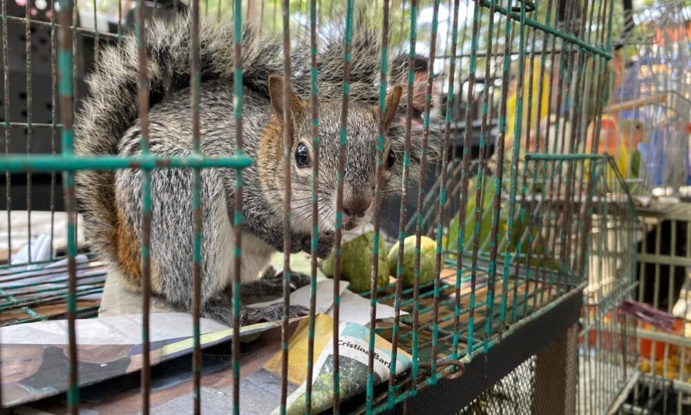 aseguran 68 animales con operativo baratillo