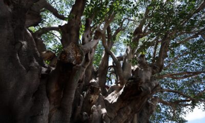 El Gobierno de Zapopan reconoció y develó la primera placa de un Árbol con valor Patrimonial y Cultural en el municipio
