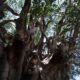 El Gobierno de Zapopan reconoció y develó la primera placa de un Árbol con valor Patrimonial y Cultural en el municipio