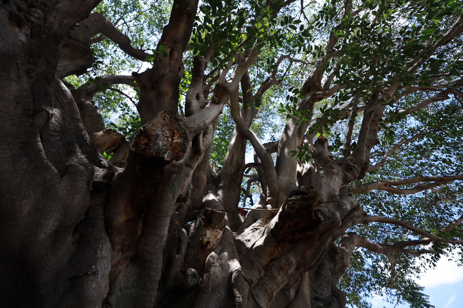 El Gobierno de Zapopan reconoció y develó la primera placa de un Árbol con valor Patrimonial y Cultural en el municipio