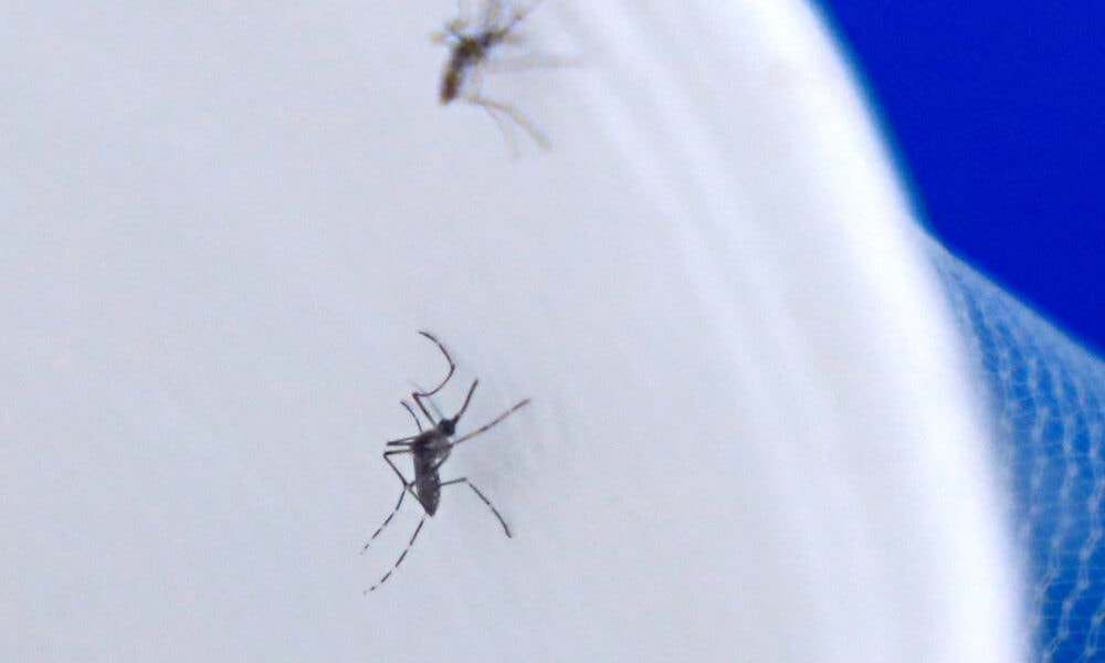 Preven aumento de casos de dengue en septiembre y octubre en Jalisco