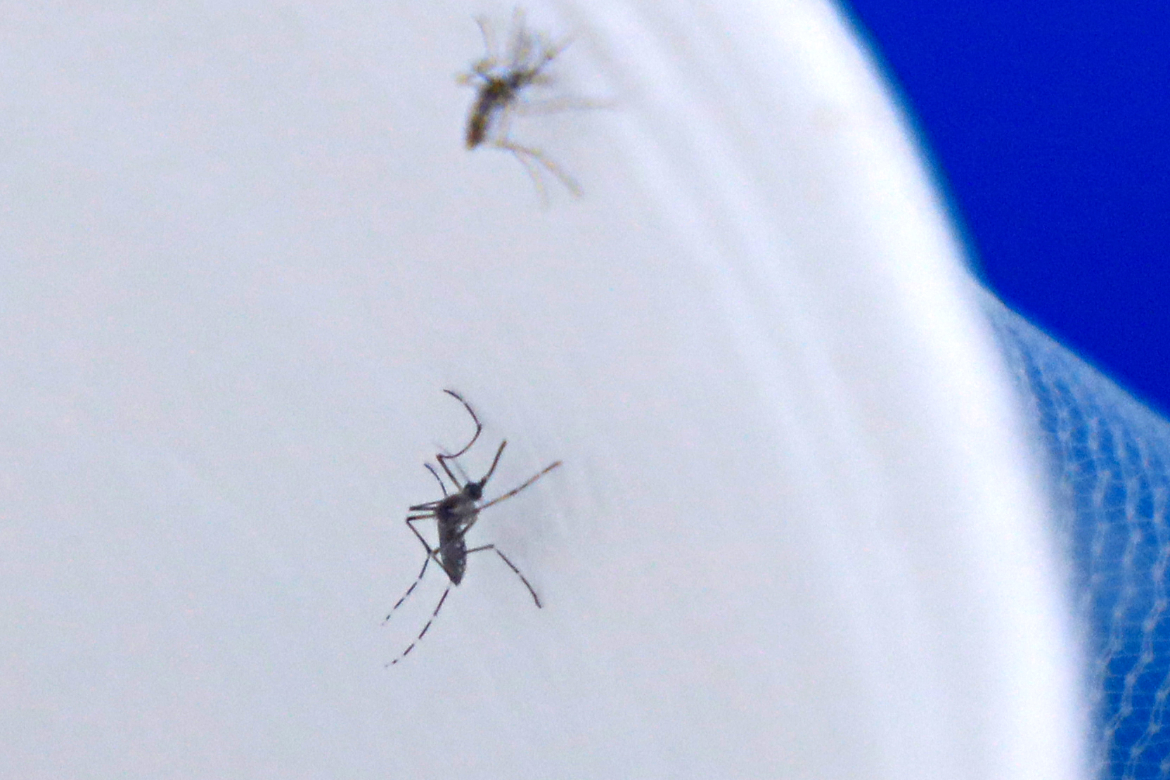 Preven aumento de casos de dengue en septiembre y octubre en Jalisco