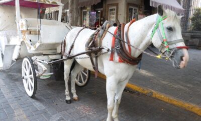 Los calandrieros de Guadalajara tienen 15 días para dejar atrás el uso de caballos y adoptar vehículos eléctricos. 