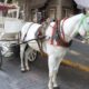 Los calandrieros de Guadalajara tienen 15 días para dejar atrás el uso de caballos y adoptar vehículos eléctricos. 