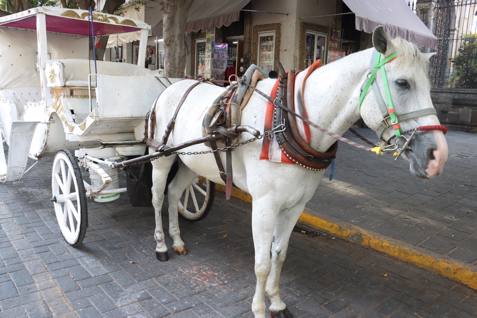 Los calandrieros de Guadalajara tienen 15 días para dejar atrás el uso de caballos y adoptar vehículos eléctricos. 