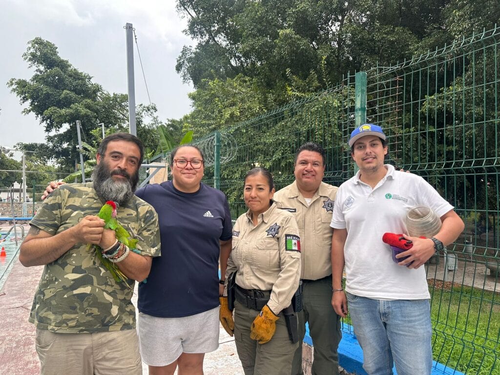 Elementos de la Unidad de Rescate de Fauna Silvestre de Tlajomulco (Unasam) aseguraron un ejemplar de guacamaya verde