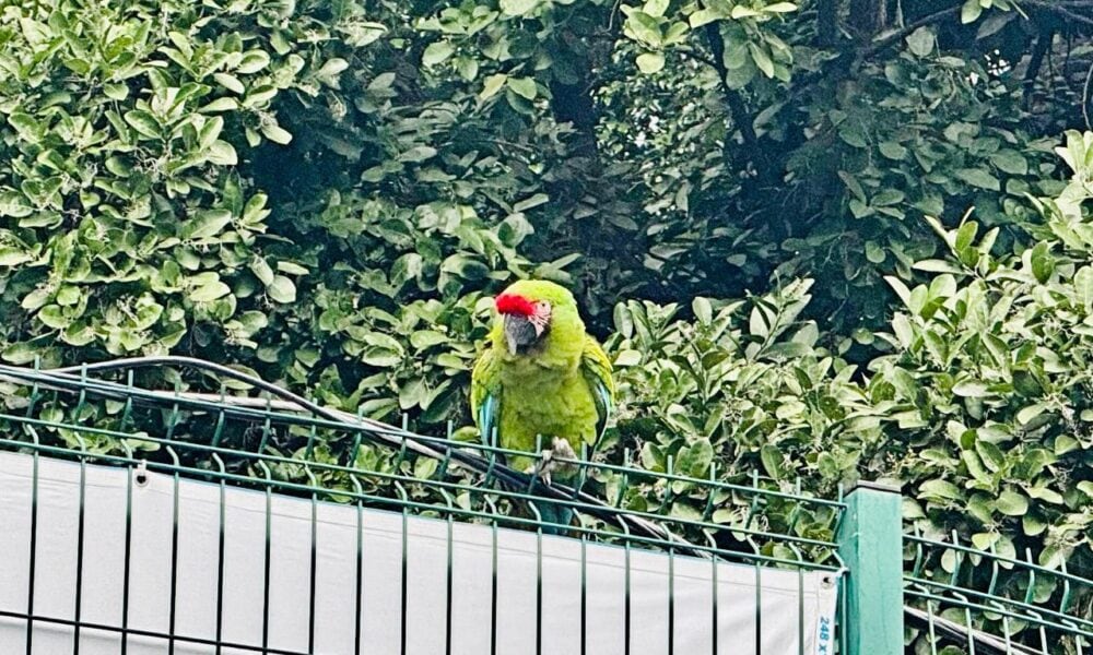 Rescatan guacamaya en la Tucson